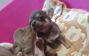 Csivava - Chihuahua kislányok Tenyésztőtöl