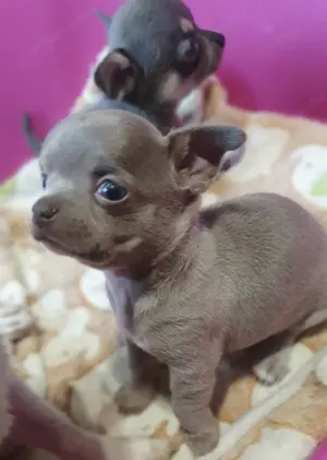 Csivava - Chihuahua kislányok Tenyésztőtöl - kép 3