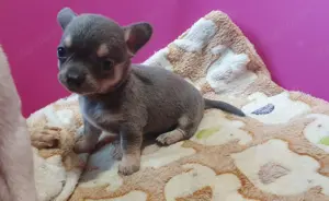 Csivava - Chihuahua kislányok Tenyésztőtöl - kép 2
