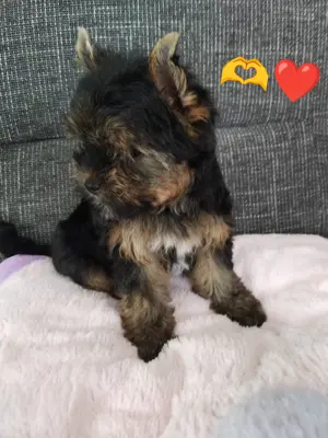 Yorkshire terrier kislány - kép 3