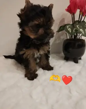 Yorkshire terrier kislány - kép 2