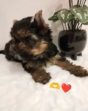 Yorkshire terrier kislány