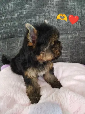 Yorkshire terrier kislány - kép 4