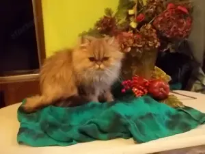 Arany csincsilla perzsa kandur eladó x