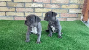 Francia bulldog kiskutyák