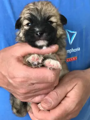 Eladók,foglalhatóak nagyon szép Spicc, Spitz kiskutyák! Lányok és fiúk. - kép 12