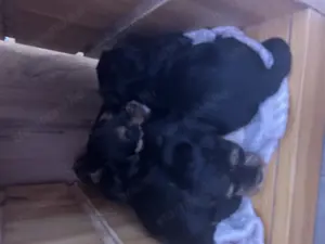 Yorki kan kutyusok
