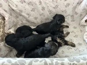 Yorki kan kutyusok - kép 2