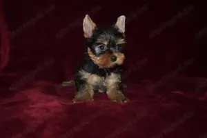 Yorkshire terrier Yorki kisfiú kutya eladó