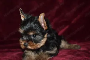 Yorkshire terrier Yorki kisfiú kutya eladó - kép 2