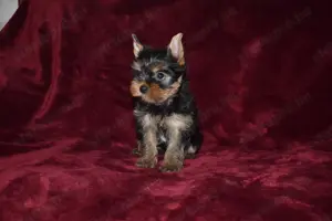 Yorkshire terrier Yorki kisfiú kutya eladó - kép 3