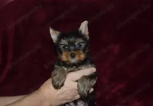 Yorkshire terrier Yorki kisfiú kutya eladó - kép 4