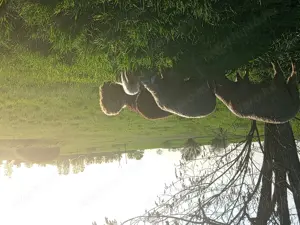  Tokjó Bírkák eladók! 