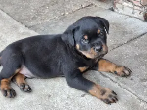Hajdú-házi-rott