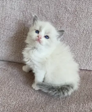 Ragdoll kandúr foglalhato