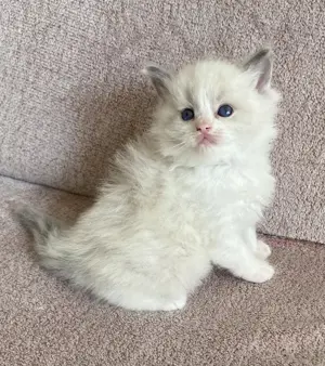 Ragdoll kandúr foglalhato - kép 2