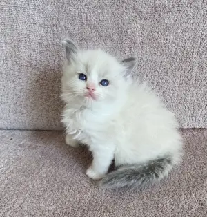 Ragdoll kandúr foglalhato - kép 3