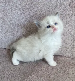 Ragdoll kandúr foglalhato - kép 4