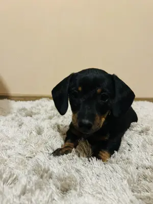 Harlekin Tacskó Kiskutyák  - kép 3