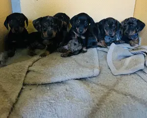 Harlekin Tacskó Kiskutyák  - kép 6
