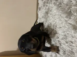 Harlekin Tacskó Kiskutyák  - kép 9