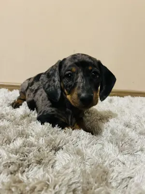 Harlekin Tacskó Kiskutyák  - kép 7