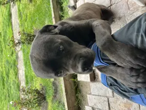 Eladó elvihető Cane Corso