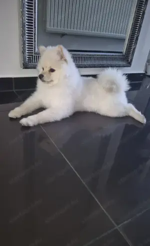 Eladó Pomerániai törpespicc fiú kölyök - igazi kis szőrgombóc keresi szerető otthonát!