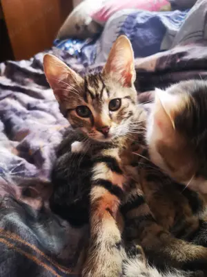 Fél Maine Coon kölyök 