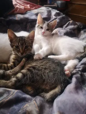 Fél Maine Coon kölyök  - kép 2