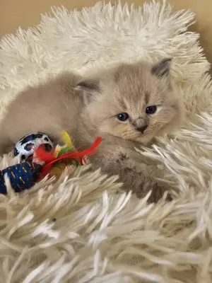Ragdoll  Cherubim törzskönyvezett szépségek - kép 3