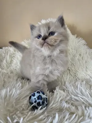 Ragdoll  Cherubim törzskönyvezett szépségek - kép 2
