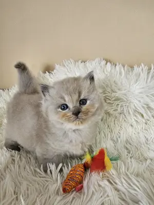 Ragdoll  Cherubim törzskönyvezett szépségek - kép 4
