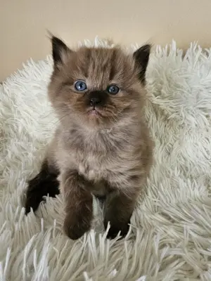 Ragdoll  Cherubim törzskönyvezett szépségek
