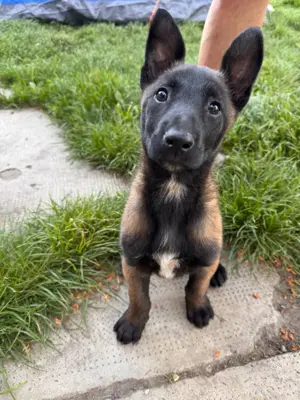 Malinois szuka Törzskönyves szűlőktől - kép 2