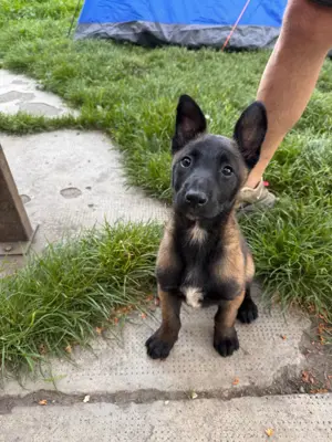 Malinois szuka Törzskönyves szűlőktől