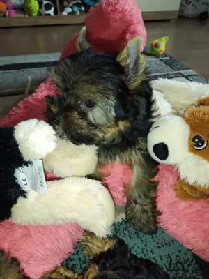 Yorkshire terrier kislány  - kép 3