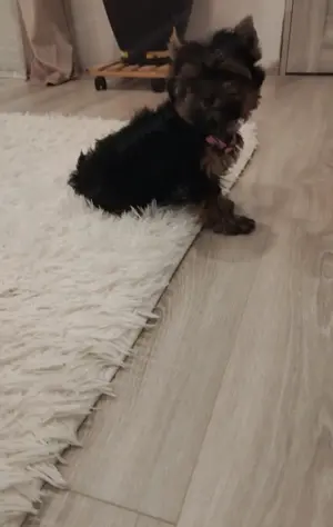 Yorkshire terrier kislány 