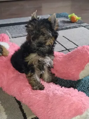 Yorkshire terrier kislány  - kép 4