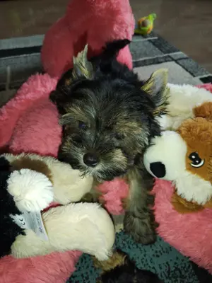 Yorkshire terrier kislány  - kép 2