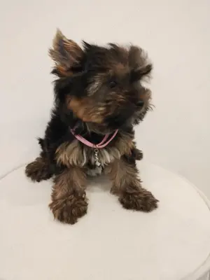 Yorkshire terrier kislány  - kép 5
