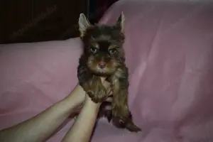 Yorkshire terrier Yorki kislány kutya eladó - kép 2