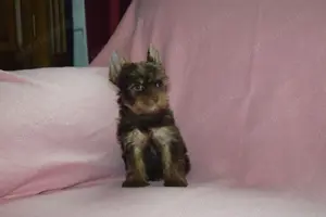 Yorkshire terrier Yorki kislány kutya eladó