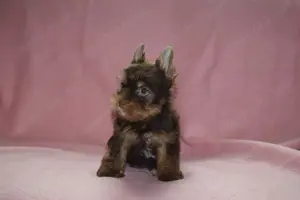 Yorkshire terrier Yorki kislány kutya eladó - kép 3