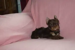 Yorkshire terrier Yorki kislány kutya eladó - kép 4