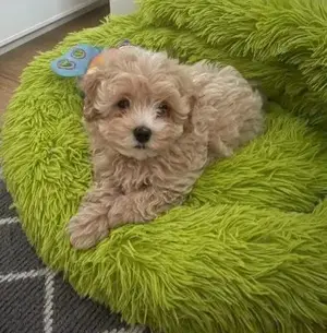 Maltipoo fiúk,lányok