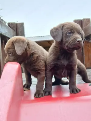 Eladó labrador kiskutyák 