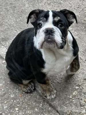 Tricolor Angol Bulldog Kislány  - kép 2