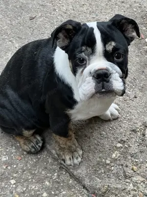 Tricolor Angol Bulldog Kislány 