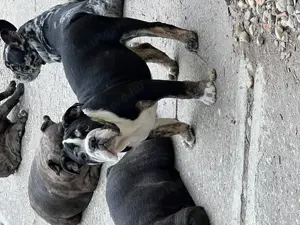 Tricolor Angol Bulldog Kislány  - kép 4